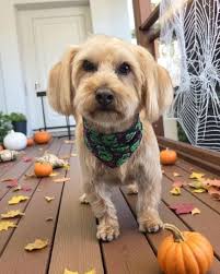 Barking Bubbles Dog Grooming