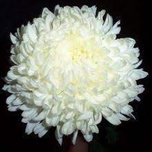 We did not find results for: 18 Best White Mums Ideas White Mums Chrysanthemum White Chrysanthemum