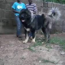 What kind of dog is a caucasian shepherd? Dogs In The World On Twitter Caucasian Shepherd From Nigeria Bsquaredkennels Wdogsintheworld Dognigeria Bigdog Shepherddog Sheepdog Caucasianshepherd Caucasianshepherddog Africa Nigeriadogs Breed Dogbreed Https T Co Cv5ctaolgr
