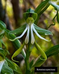 Image result for Bonatea