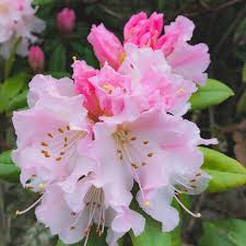 Rhododendron Christmas Cheer I Found It Flowering Against A Warm Wall In Surrey Uk It S One Of The Earliest And 2020