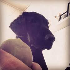 Flat coated retriever puppies for sale in pa. Flat Coated Retriever Puppies For Sale In Pa Bmo Show