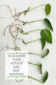 Then, take care of any overgrown sections, shaping the plant to your liking. Pothos Not Rooting Top 10 Secrets Why You Re Failing