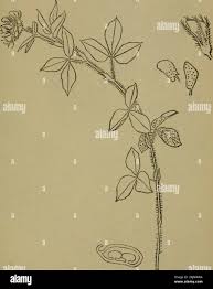 Image result for Flemingia grahamiana