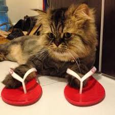 Gunes On Instagram Terliklerimi Giydim Hadi Havuza Inelimm Cat Catsofinstagram Catsagram Instacat Instacute Kedi Ca Cats Cat S Cats Of Instagram