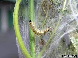 Bagworm species are found globally, with some, such as the snailcase bagworm. What S Eating My Tree Bagworms Or Webworms Maryland Grows