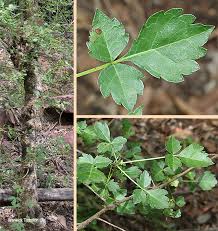 Image result for Commiphora schlechteri