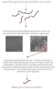 Functions And Utility Of Alu Jumping Genes Learn Science At Scitable