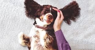 We did not find results for: Cytopoint Zoetis Petcare