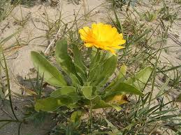 Pin On Herbal Essential Oil Blogs