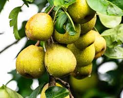 It might take five or more years for new pear trees to produce significant crops, but once they start producing, they can bear a lot of fresh pears for a long time, even more than 100 years! Growing Dwarf Pear Trees A Full Guide Agri Farming