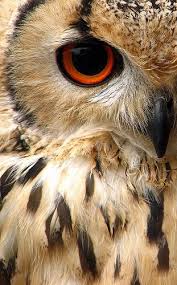 Infinite Paradox Mountainvagabond Theanimalblog Kari Shma Indian Eagle Owl Via Woolybackviks Beautiful Birds Owl Pet Birds