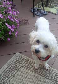 Below is a sample search of our bolognese breeders with puppies for sale. Doylestown Pa Bichon Frise Meet Margo A Pet For Adoption