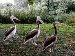 The pelicans executive has teamed up with the dick's sporting goods foundation for a wonderful cause. Pelicans St James S Park The Royal Parks