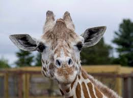 The big read, commentaries and more. April The Giraffe That Became An Online Star Dies