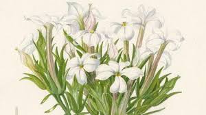 Image result for Kalanchoe hametiorum