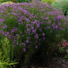 Image result for Vernonia brachycalyx