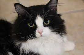 Hours may change under current circumstances Animal Ark Minnesota No Kill Since 1977 Dog Cat Rescue Rehabilitate Rehome