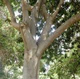 Image result for Ficus saussureana