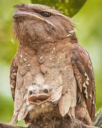 Baby Bird With Large Beak B I R D S O N E A R T H On Instagram Sweet Smiling Baby Large Frogmouth By Yfenglim Birdsonearth Animals Beautiful Pet Birds Beautiful Birds