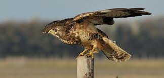 De buizerd is de meest voorkomende roofvogel van nederland. T Stamphaus Vogels In De Eifel Vulkaaneifel En Schutz