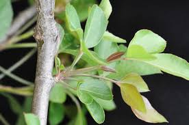 Image result for Heteromorpha involucrata