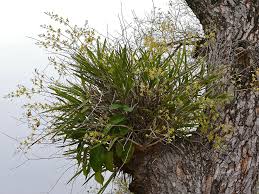 Image result for Epipactis africana