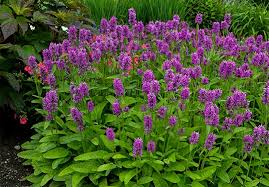 Pollinators adore it, and the flowers are lovely in a cutting garden or dried. Perennial Plants Gardens American Meadows