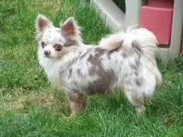 What is a merle chihuahua? Lavender Merle Chihuahua Long Coat Cute Chihuahua Cute Dogs Merle Chihuahua