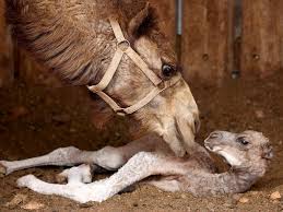 Последние твиты от this is us (@nbcthisisus). The Milk Run Nsw Camel Dairy Milking The Next Big Superfood Daily Telegraph