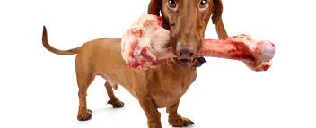 Cuanto Dura La Digestion De Un Perro Petpalet