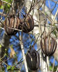 Truthfully, it doesn't appear appetizing to human eyes. Dutchman S Pipe Aristolochia Maxima