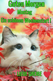 Eine schönen guten morgen kann man mit whatsapp oder facebook wünschen. Guten Morgen Gute Nacht Fur Whatsapp For Android Apk Download
