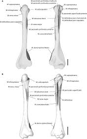 You can see in the shoulder muscle diagrams that the shoulder is one of the largest and most complex joints in the body. Muscle Maps Of Shoulder Muscles Attaching To The Humerus A Choloepus Download Scientific Diagram