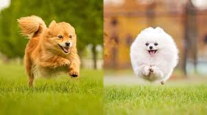 However, not even a professional can tell the difference between these cute dogs. German Spitz Vs Pomeranian Breed Differences Similarities