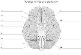 Pin On Anatomy Worksheets