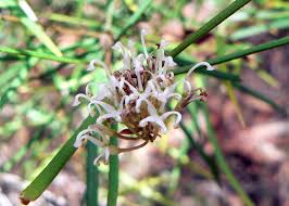Image result for Grevillea linearifolia