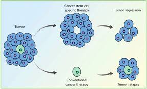 Hope that knowing the risk factors is a step. Stem Cells And Cancer Harvard Stem Cell Institute Hsci