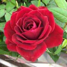 We did not find results for: Pin By Mavie De Una On Beautiful Red Flowers Red Flowers Flowers Red Roses