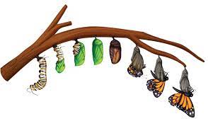 Virtual Learning Module 1 The Monarch Butterfly Museum Of Ventura County