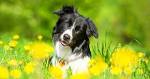 From Calm to Crazy: A Guide to The Best Medium Sized Dogs ...