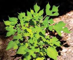 Image result for Hemarthria natans