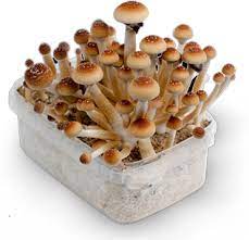 When you need safe, high quality, and discreetly shipped mail order magic mushrooms, shroomlife is the best option in canada. Psilocybe Cubensis Colombia Equador Thai Golden Teacher M