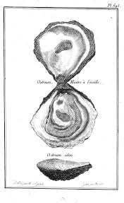 Vintage Oyster Drawings Google Search Animal Posters Seashell Print Shell Drawing
