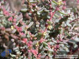 Image result for Suaeda vermiculata