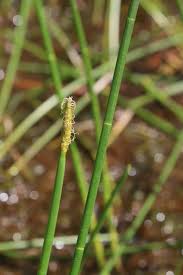 Image result for Eleocharis atropurpurea