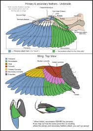 Related to owl wings folded anatomy. Bird Wing Anatomy Anatomy Drawing Diagram