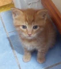 Gecen Hafta Annelerine Araba Carpti Ve Kaybettik 8 Haftaliklar Sari Beyaz Erkek Ve Disi Sarman Cok Sakin Erkek Olan Biraz Hircin Hepsi Cats Animals