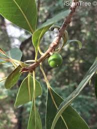 Image result for Manilkara