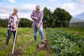 Senior Couple With Shovels At Garden Or Farm Photo Presentation People Couples